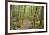 Forest in Fiordland National Park, Te Anau, New Zealand-Paul Dymond-Framed Photographic Print