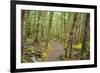 Forest in Fiordland National Park, Te Anau, New Zealand-Paul Dymond-Framed Photographic Print