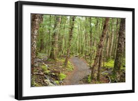 Forest in Fiordland National Park, Te Anau, New Zealand-Paul Dymond-Framed Photographic Print