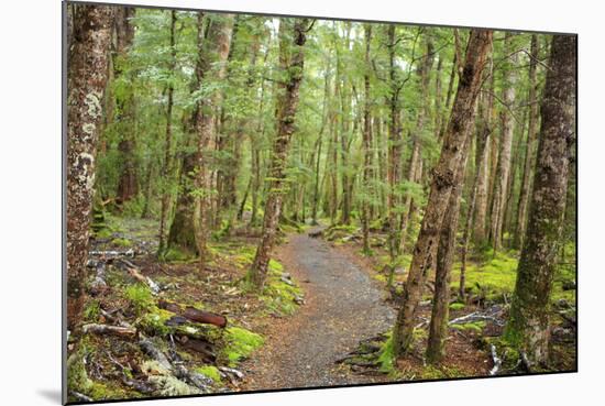 Forest in Fiordland National Park, Te Anau, New Zealand-Paul Dymond-Mounted Photographic Print