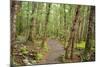 Forest in Fiordland National Park, Te Anau, New Zealand-Paul Dymond-Mounted Photographic Print