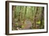 Forest in Fiordland National Park, Te Anau, New Zealand-Paul Dymond-Framed Photographic Print