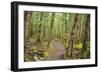 Forest in Fiordland National Park, Te Anau, New Zealand-Paul Dymond-Framed Photographic Print