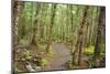 Forest in Fiordland National Park, Te Anau, New Zealand-Paul Dymond-Mounted Photographic Print