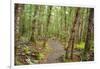 Forest in Fiordland National Park, Te Anau, New Zealand-Paul Dymond-Framed Photographic Print