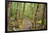 Forest in Fiordland National Park, Te Anau, New Zealand-Paul Dymond-Framed Photographic Print