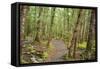 Forest in Fiordland National Park, Te Anau, New Zealand-Paul Dymond-Framed Stretched Canvas