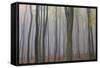 Forest in Fog, Near Frankfurt, Germany, Europe-Miles Ertman-Framed Stretched Canvas