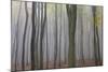 Forest in Fog, Near Frankfurt, Germany, Europe-Miles Ertman-Mounted Photographic Print