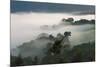 Forest in morning mist, Kibale National Park, Uganda-Keren Su-Mounted Photographic Print