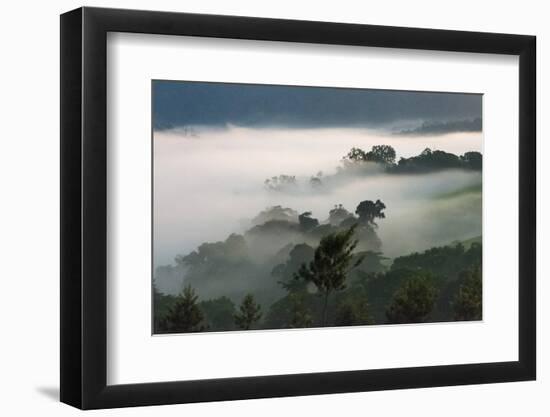 Forest in morning mist, Kibale National Park, Uganda-Keren Su-Framed Photographic Print