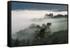 Forest in morning mist, Kibale National Park, Uganda-Keren Su-Framed Stretched Canvas