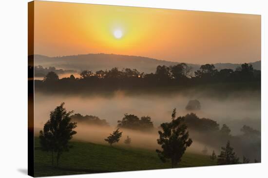 Forest in morning mist, Kibale National Park, Uganda-Keren Su-Stretched Canvas