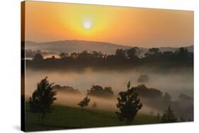 Forest in morning mist, Kibale National Park, Uganda-Keren Su-Stretched Canvas