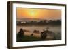 Forest in morning mist, Kibale National Park, Uganda-Keren Su-Framed Photographic Print