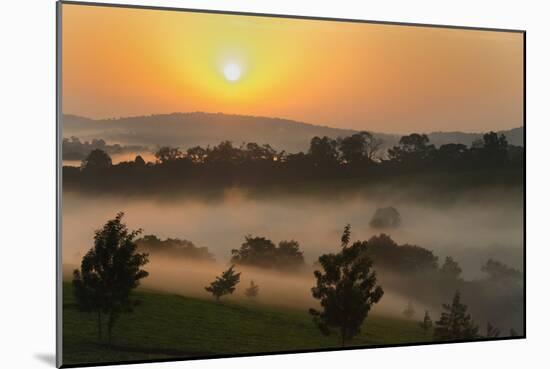 Forest in morning mist, Kibale National Park, Uganda-Keren Su-Mounted Photographic Print