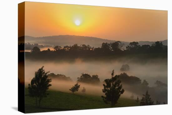 Forest in morning mist, Kibale National Park, Uganda-Keren Su-Stretched Canvas