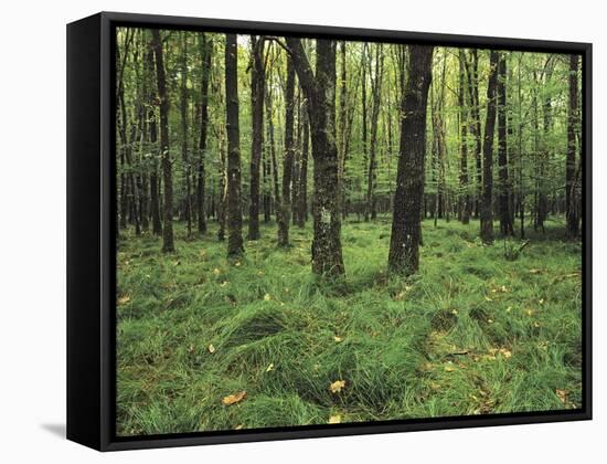 Forest in Nature Park Schonbuch, Tubingen, Baden Wurttemberg, Germany, Europe-Markus Lange-Framed Stretched Canvas