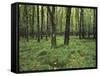 Forest in Nature Park Schonbuch, Tubingen, Baden Wurttemberg, Germany, Europe-Markus Lange-Framed Stretched Canvas