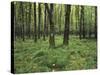 Forest in Nature Park Schonbuch, Tubingen, Baden Wurttemberg, Germany, Europe-Markus Lange-Stretched Canvas