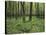 Forest in Nature Park Schonbuch, Tubingen, Baden Wurttemberg, Germany, Europe-Markus Lange-Stretched Canvas