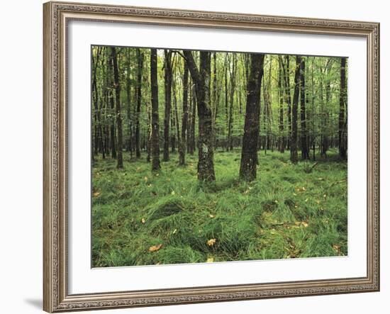 Forest in Nature Park Schonbuch, Tubingen, Baden Wurttemberg, Germany, Europe-Markus Lange-Framed Photographic Print