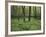 Forest in Nature Park Schonbuch, Tubingen, Baden Wurttemberg, Germany, Europe-Markus Lange-Framed Photographic Print