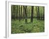 Forest in Nature Park Schonbuch, Tubingen, Baden Wurttemberg, Germany, Europe-Markus Lange-Framed Photographic Print