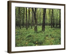 Forest in Nature Park Schonbuch, Tubingen, Baden Wurttemberg, Germany, Europe-Markus Lange-Framed Photographic Print