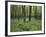 Forest in Nature Park Schonbuch, Tubingen, Baden Wurttemberg, Germany, Europe-Markus Lange-Framed Photographic Print