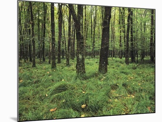 Forest in Nature Park Schonbuch, Tubingen, Baden Wurttemberg, Germany, Europe-Markus Lange-Mounted Photographic Print