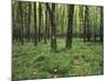 Forest in Nature Park Schonbuch, Tubingen, Baden Wurttemberg, Germany, Europe-Markus Lange-Mounted Photographic Print