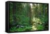 Forest in Northern Fern at Sunrise, Sunlight Passes through Thickets of Blackberry and Fern Highlig-yarvin-Framed Stretched Canvas