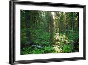 Forest in Northern Fern at Sunrise, Sunlight Passes through Thickets of Blackberry and Fern Highlig-yarvin-Framed Photographic Print