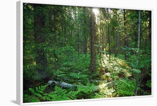 Forest in Northern Fern at Sunrise, Sunlight Passes through Thickets of Blackberry and Fern Highlig-yarvin-Framed Photographic Print