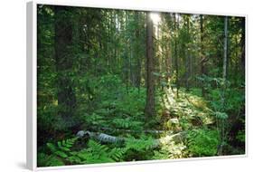 Forest in Northern Fern at Sunrise, Sunlight Passes through Thickets of Blackberry and Fern Highlig-yarvin-Framed Photographic Print