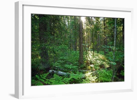 Forest in Northern Fern at Sunrise, Sunlight Passes through Thickets of Blackberry and Fern Highlig-yarvin-Framed Photographic Print