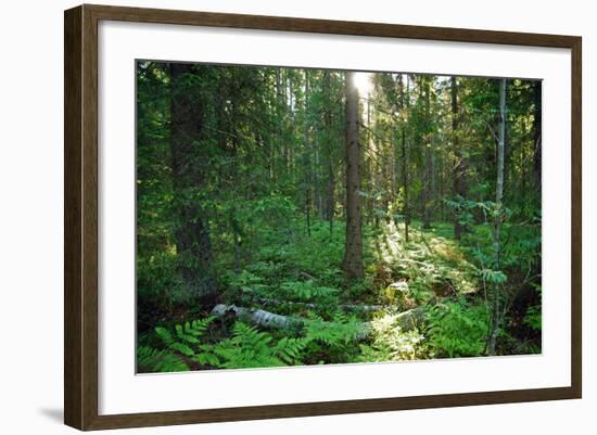 Forest in Northern Fern at Sunrise, Sunlight Passes through Thickets of Blackberry and Fern Highlig-yarvin-Framed Photographic Print