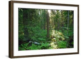 Forest in Northern Fern at Sunrise, Sunlight Passes through Thickets of Blackberry and Fern Highlig-yarvin-Framed Photographic Print