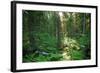 Forest in Northern Fern at Sunrise, Sunlight Passes through Thickets of Blackberry and Fern Highlig-yarvin-Framed Photographic Print