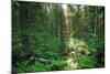 Forest in Northern Fern at Sunrise, Sunlight Passes through Thickets of Blackberry and Fern Highlig-yarvin-Mounted Photographic Print