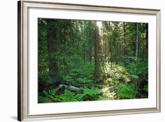 Forest in Northern Fern at Sunrise, Sunlight Passes through Thickets of Blackberry and Fern Highlig-yarvin-Framed Photographic Print