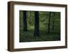 Forest in spring, dark, old trees-Axel Killian-Framed Photographic Print