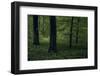 Forest in spring, dark, old trees-Axel Killian-Framed Photographic Print