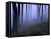 Forest in the Fog, Bielefeld, Germany-Thorsten Milse-Framed Stretched Canvas