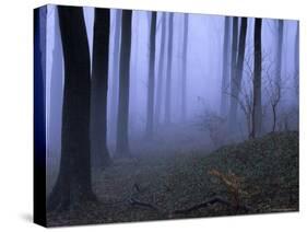 Forest in the Fog, Bielefeld, Germany-Thorsten Milse-Stretched Canvas