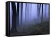 Forest in the Fog, Bielefeld, Germany-Thorsten Milse-Framed Stretched Canvas