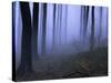 Forest in the Fog, Bielefeld, Germany-Thorsten Milse-Stretched Canvas