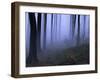 Forest in the Fog, Bielefeld, Germany-Thorsten Milse-Framed Photographic Print