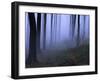 Forest in the Fog, Bielefeld, Germany-Thorsten Milse-Framed Photographic Print